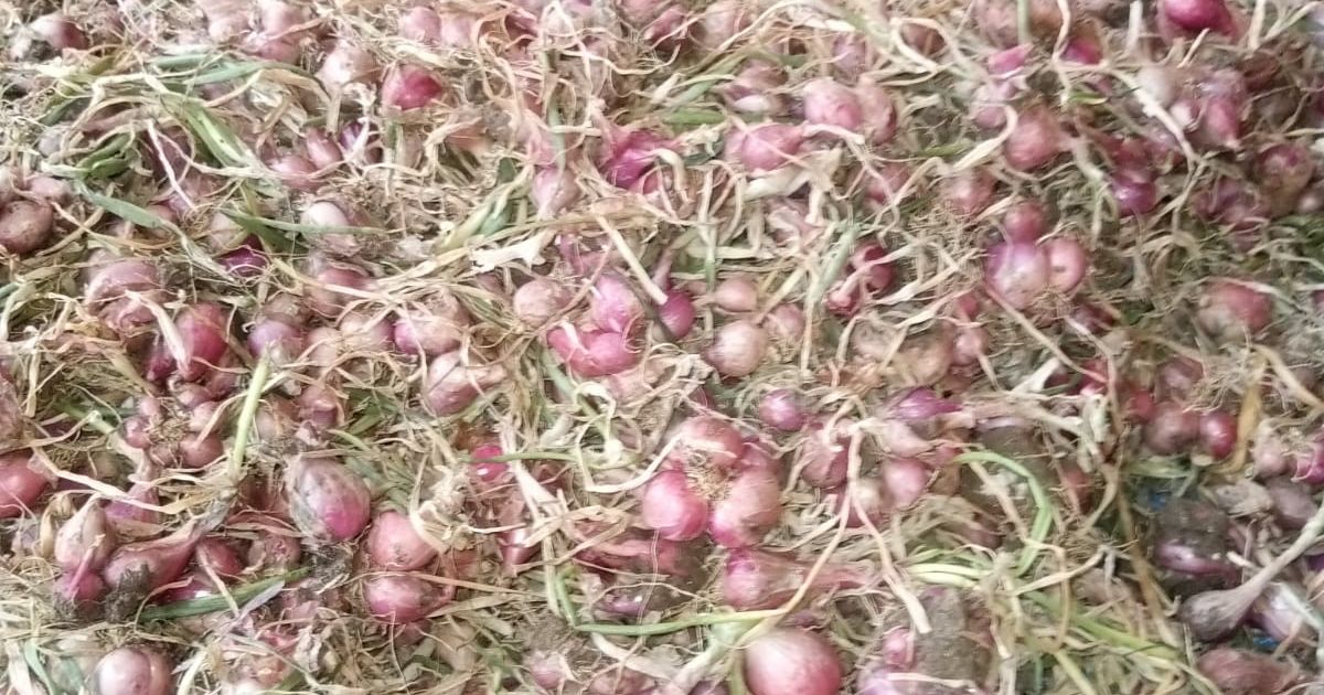 Potensi Desa Loji di Bidang Pertanian, Bawang Merah Komoditas Permintaan Pasar untuk TingkatkanPerekonomian Warga
